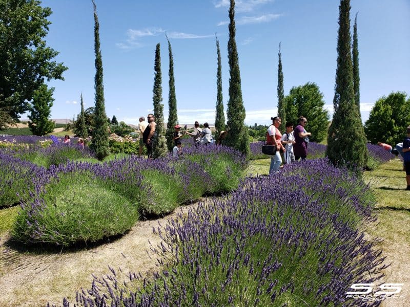 Photos: Lavender Harvest Days 2019 82