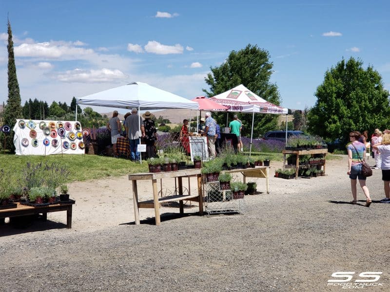 Photos: Lavender Harvest Days 2019 90