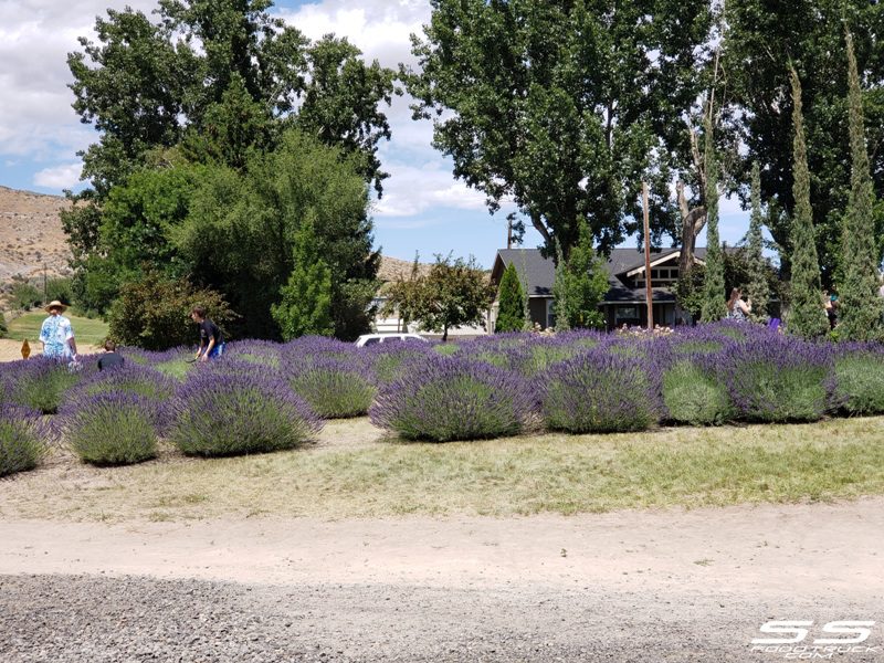 Photos: Lavender Harvest Days 2019 91