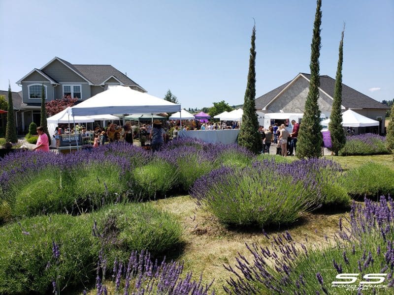 Photos: Lavender Harvest Days 2019 94