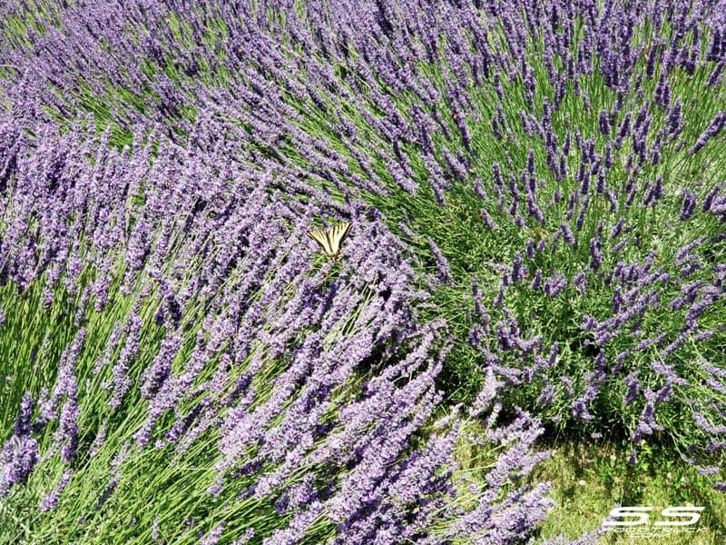 Photos: Lavender Harvest Days 2019 95