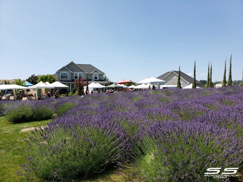 Photos: Lavender Harvest Days 2019 96