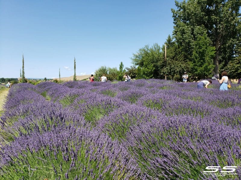 Photos: Lavender Harvest Days 2019 97