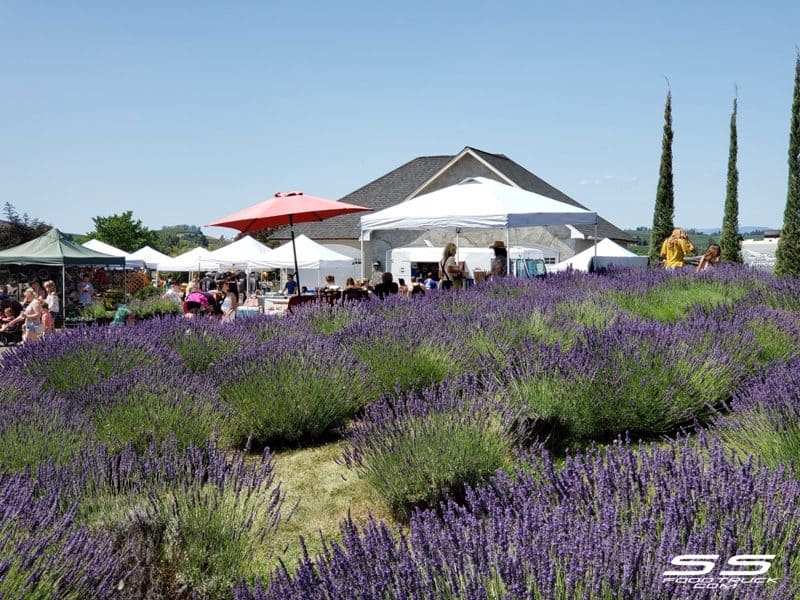 Photos: Lavender Harvest Days 2019 98