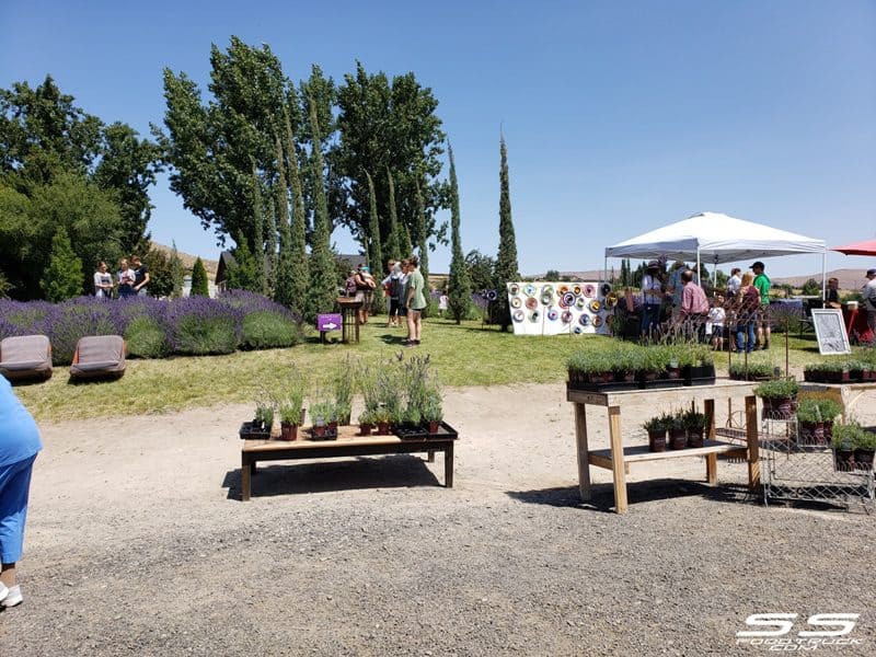 Photos: Lavender Harvest Days 2019 105