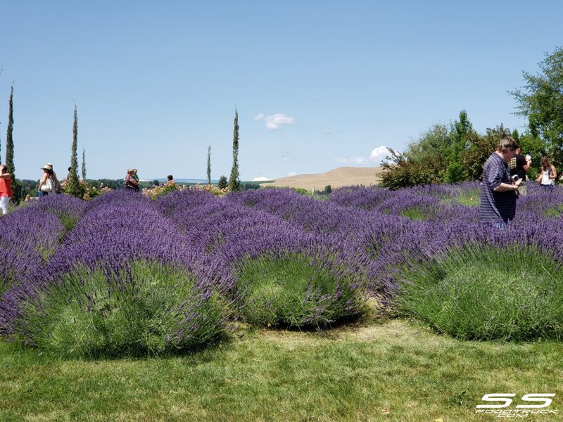 Photos: Lavender Harvest Days 2019 109