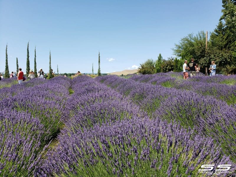 Photos: Lavender Harvest Days 2019 110