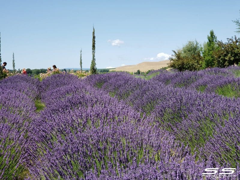 Photos: Lavender Harvest Days 2019 111