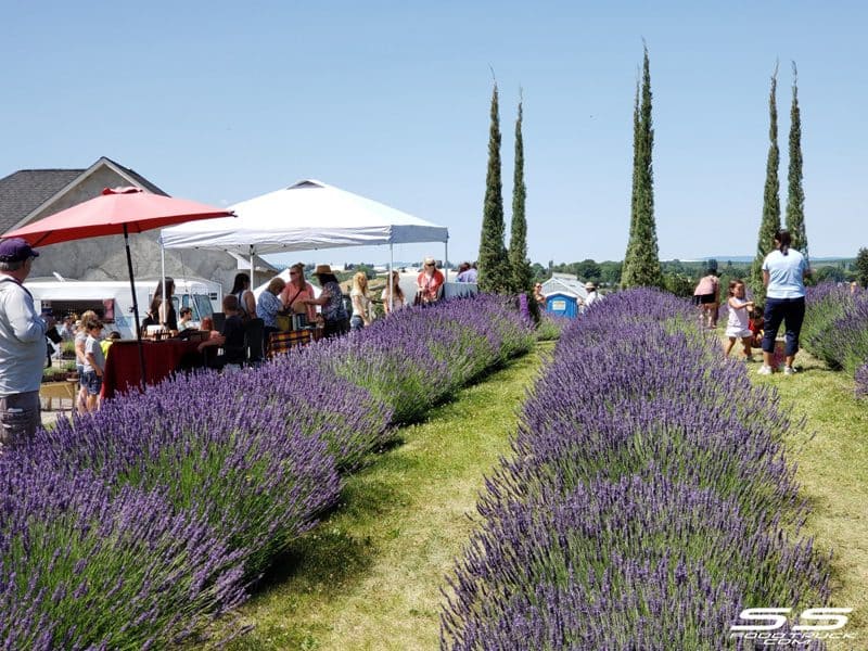 Photos: Lavender Harvest Days 2019 112