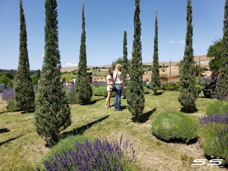 Photos: Lavender Harvest Days 2019 113