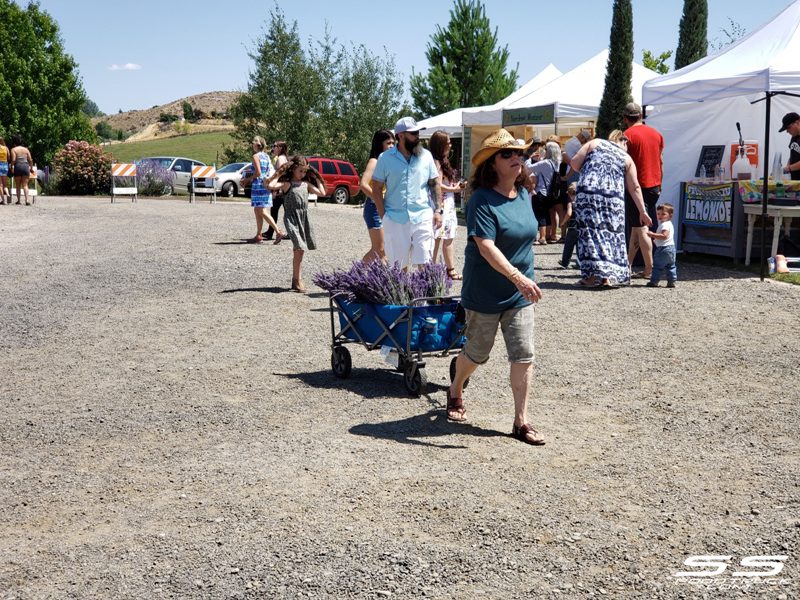 Photos: Lavender Harvest Days 2019 120