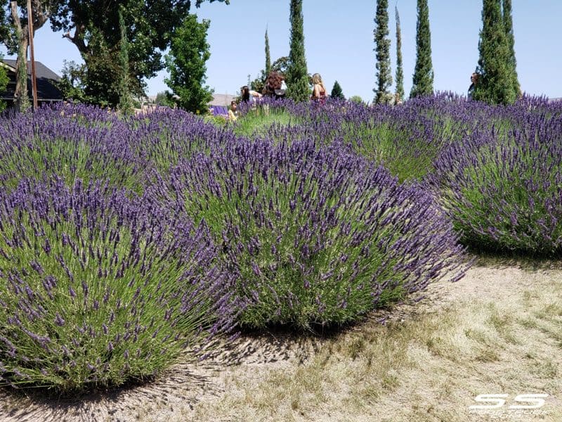 Photos: Lavender Harvest Days 2019 122