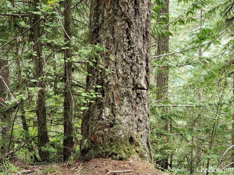 Photos: LSOC Wild Winger (Raven Roost & Naches Trail) 32