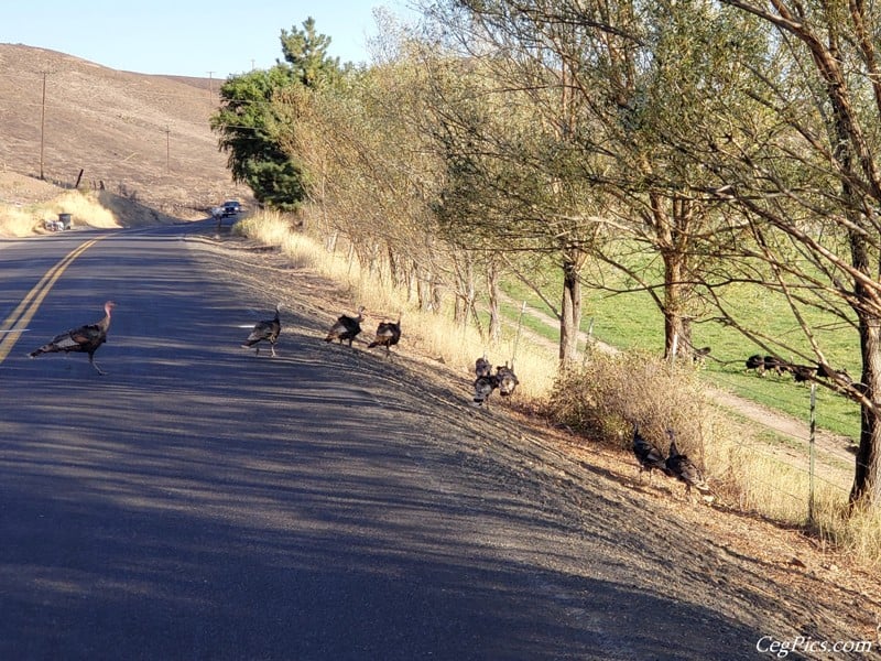 Photos: EWE Wenas Wildlife Area Sunday Drive 72