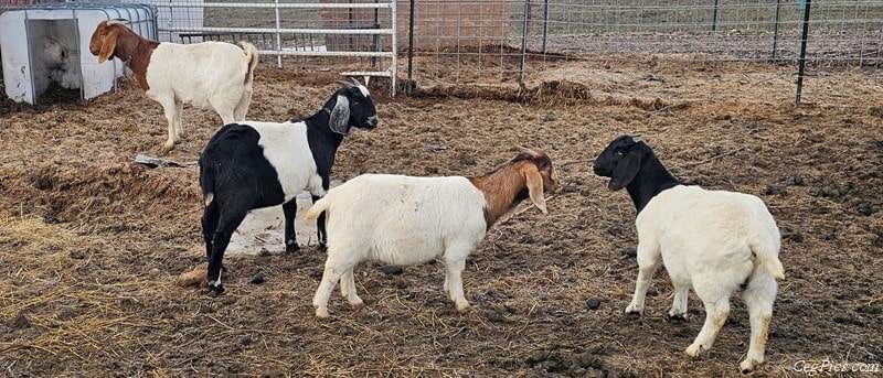 Boer Goats 1 Boer Goats 1