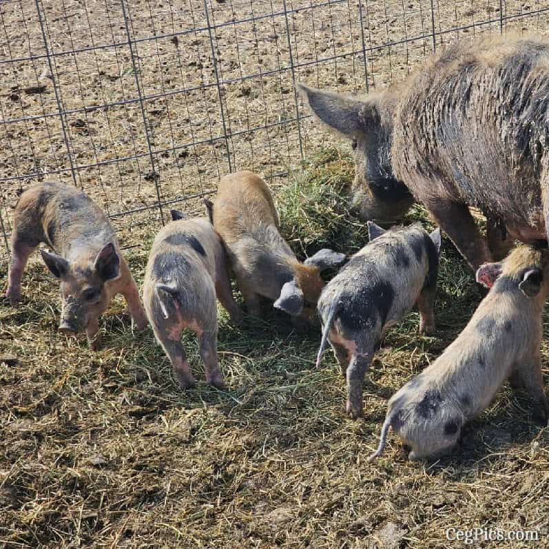 Graham Family Farm NW: Piglets Ready For New Homes 2 piglets