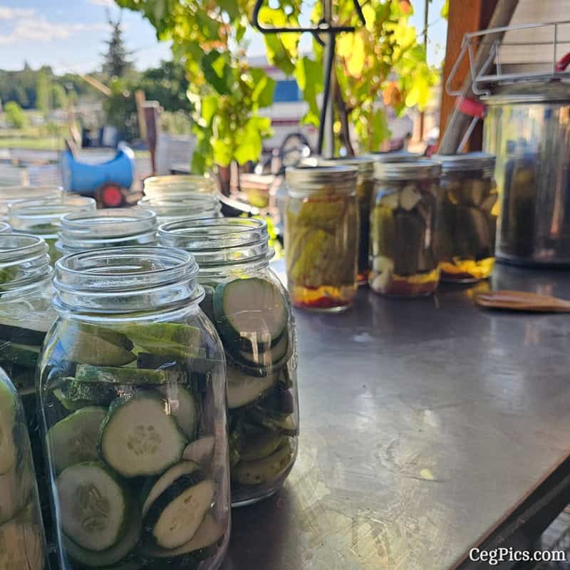 Graham Family Farm NW: Canned More Pickles 1