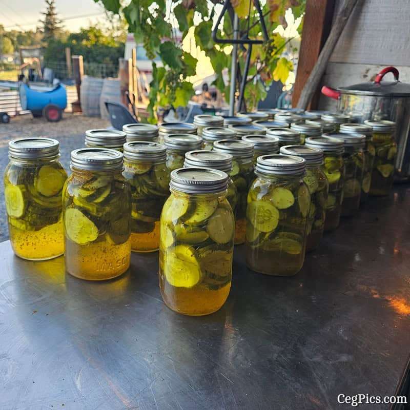 Graham Family Farm NW: Canned More Pickles 2