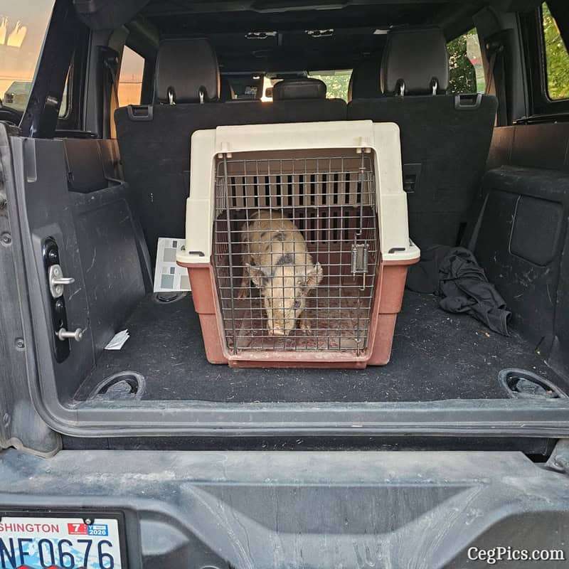 Graham Family Farm NW: This little piggy went for a Bronco ride! 1 Graham Family Farm NW: This little piggy went for a Bronco ride! 1