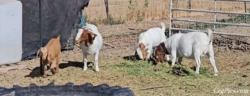 Boer Goats 1