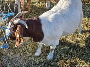 Boer Goats 2