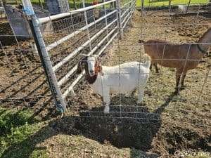 Boer Goats 3