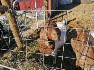 Boer Goats 4