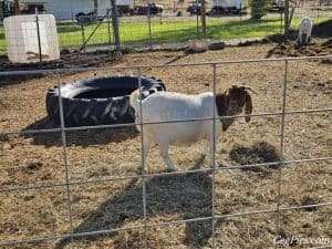 Boer Goats 5
