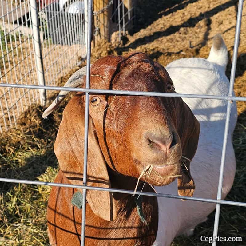 Graham Family Farm NW: This is Molly 1