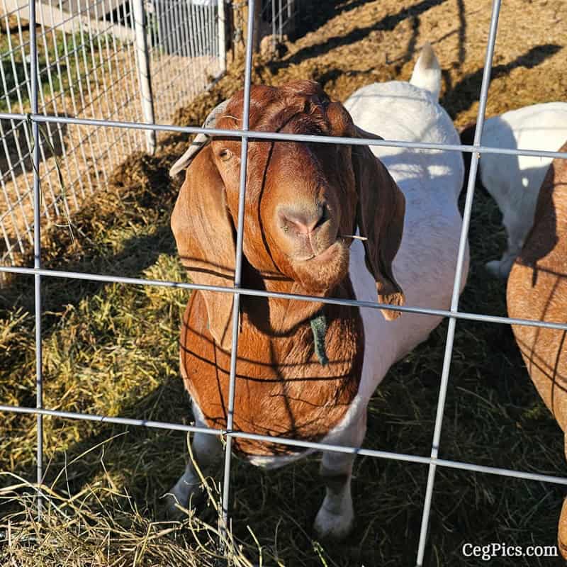 Graham Family Farm NW: This is Molly 2