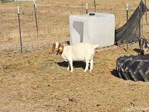 Boer Goats 6