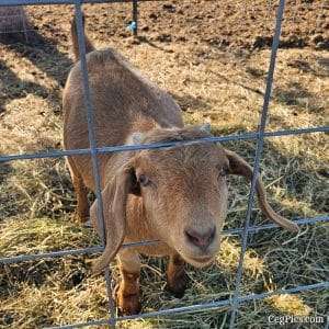 Boer Goats 8 Boer Goats 8