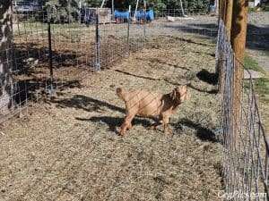 Boer Goats 7