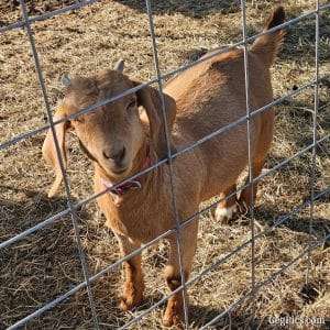 Boer Goats 7