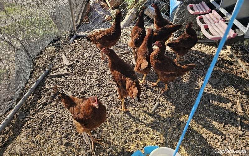 Rhode Island Red Chicks 1 Rhode Island Red Chicks 1