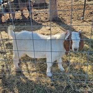 Graham Family Farm NW: Waylon 1