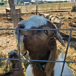 Graham Family Farm NW: Waylon 2