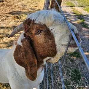Graham Family Farm NW: Waylon 3