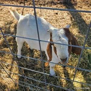 Graham Family Farm NW: Waylon 4