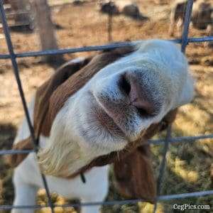 Graham Family Farm NW: Waylon 5